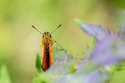 Free Nature Animal photo and picture