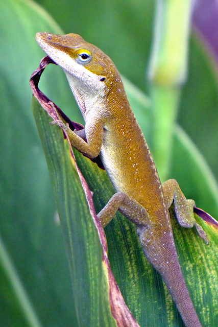 Free Green Anole Lizard photo and picture