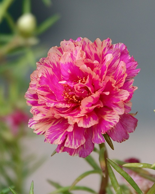 花, 牡丹, 粉红, 自然, 开花, 叶子, 花园, 花瓣, 美丽, 细节