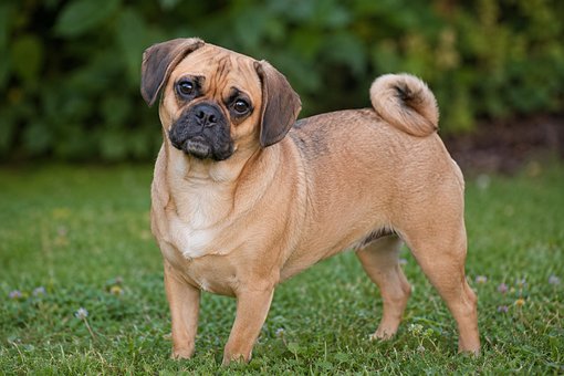 Free Puggle Dog illustration and picture