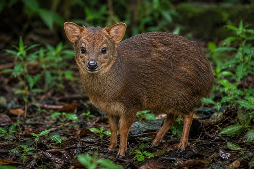 Free Pudu Deer illustration and picture