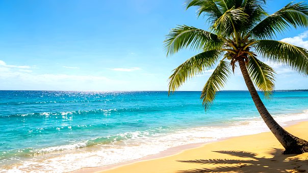Free Beach Palm Tree illustration and picture