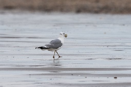 Möwe, Muschel, Strand, Natur, Ozean