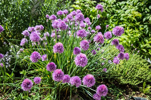 Free Flowers Wild Chives photo and picture