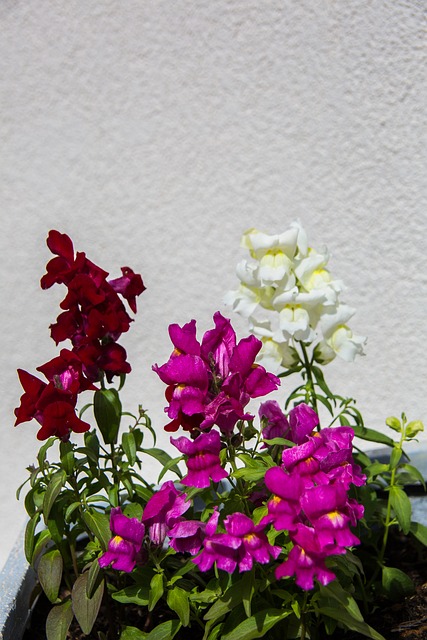Free Flowers Colorful photo and picture