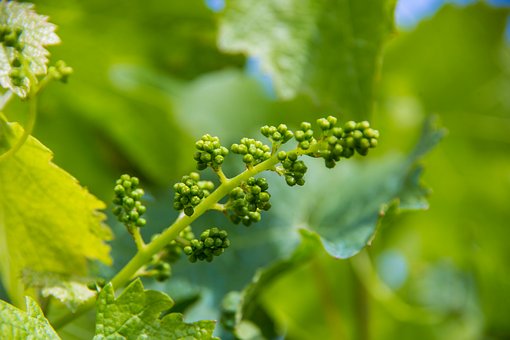 Free Grape Vineyard photo and picture