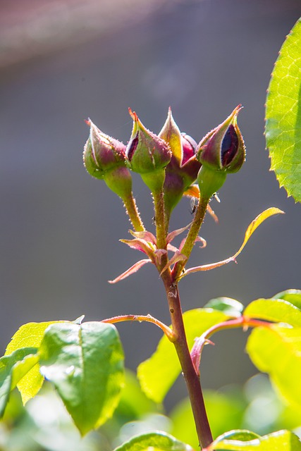 Free Rose Bud photo and picture