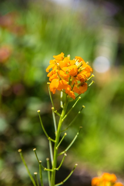 Free Flower Yellow photo and picture