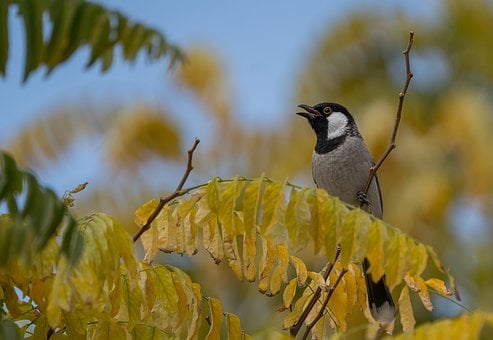 Pájaro, Bulbul, Naturaleza, Árbol