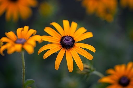 Bloem, Zwarte-Ogen Susan, Zomer