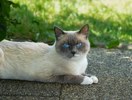 Kat, Blauwe Ogen, Grijze Vacht