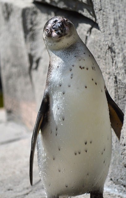 Free Penguin Humboldt Penguin photo and picture
