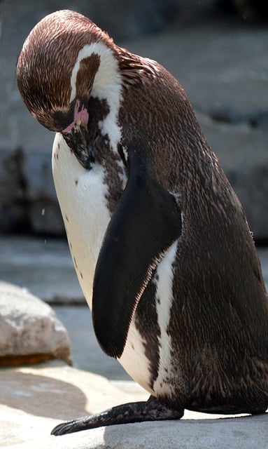 Free Penguin Humboldt Penguin photo and picture