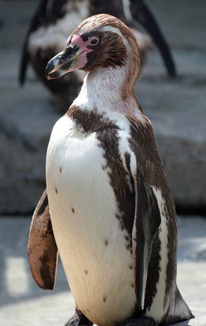 Free Penguin Humboldt Penguin photo and picture
