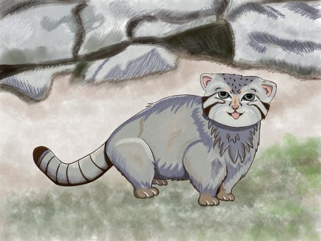 Manul, Illustration, Katze, Wildkatze