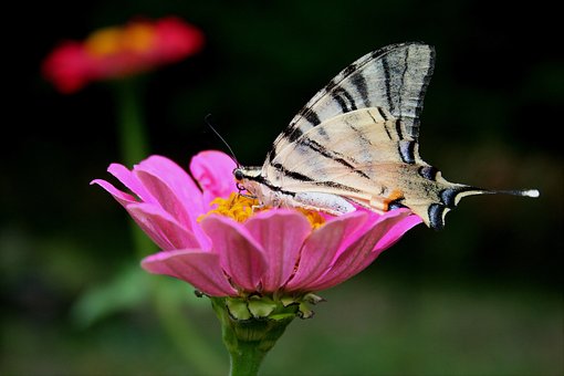 Free Butterfly Scarce Swallowtail photo and picture