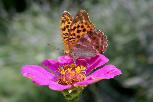 Free Butterfly Flower Background photo and picture
