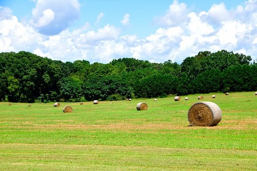 Free Nature Hay photo and picture