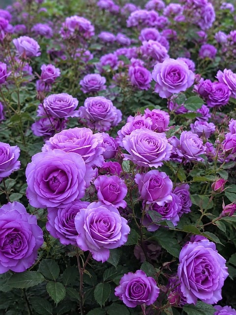 Rose, Lilla, Have, Blomster, Rig
