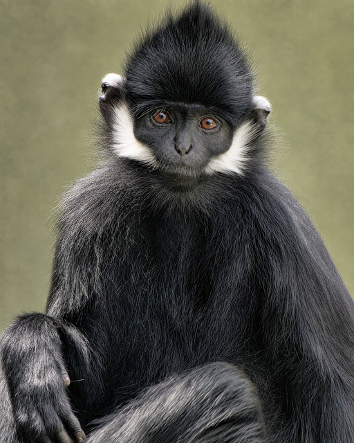 Free Francois'S Langur Monkey photo and picture
