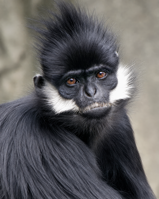 Free Francois' Langur Primate photo and picture