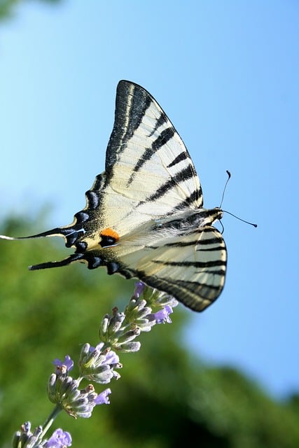 Free Butterfly Nature photo and picture