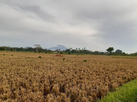 Indonesien, Bali, Natur, Landschaft
