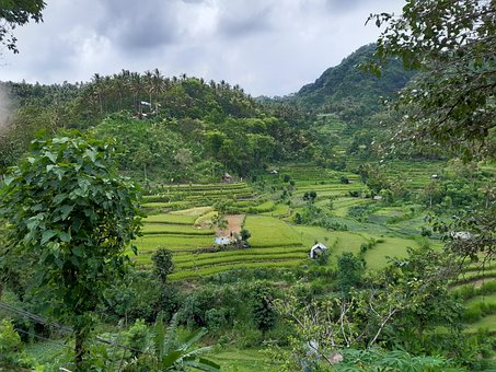 Natur, Reisfelder, Bali, Indonesien