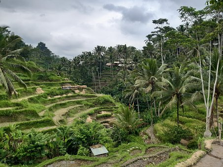 Indonesien, Bali, Landschaft, Regenwald