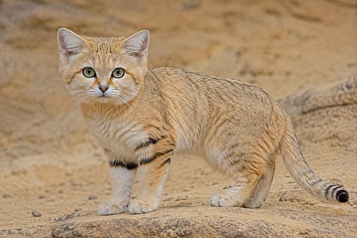 Free Sand Cat Wildlife illustration and picture