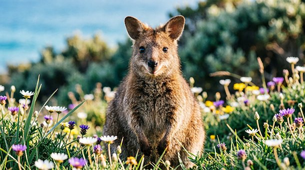 Free Quokka Animal illustration and picture