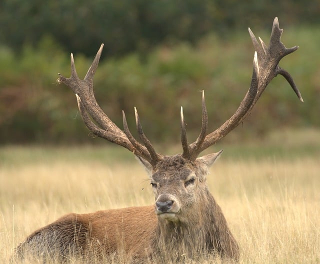 Free Deer Antlers photo and picture