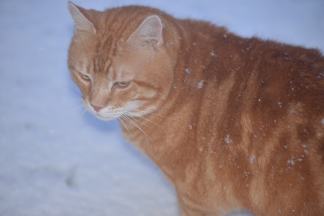 Free Cat Ginger photo and picture