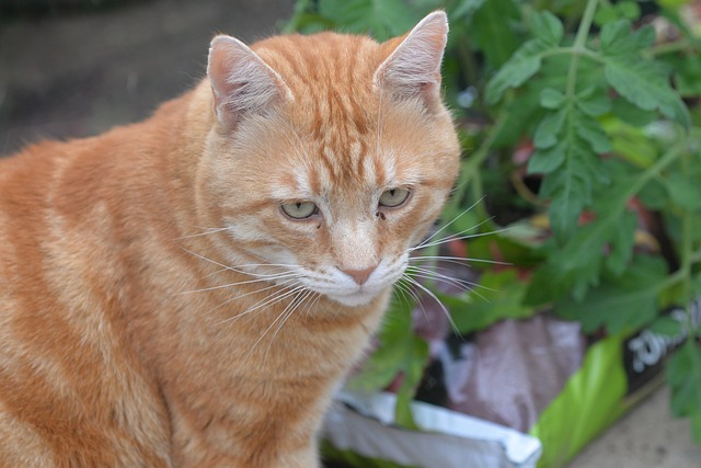 Free Cat Ginger Cat photo and picture