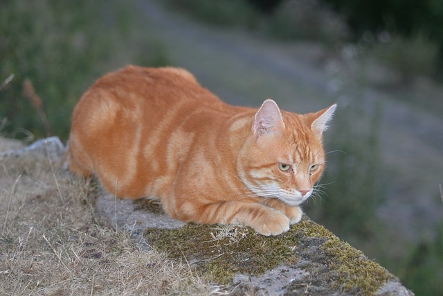 Free Cat Ginger photo and picture