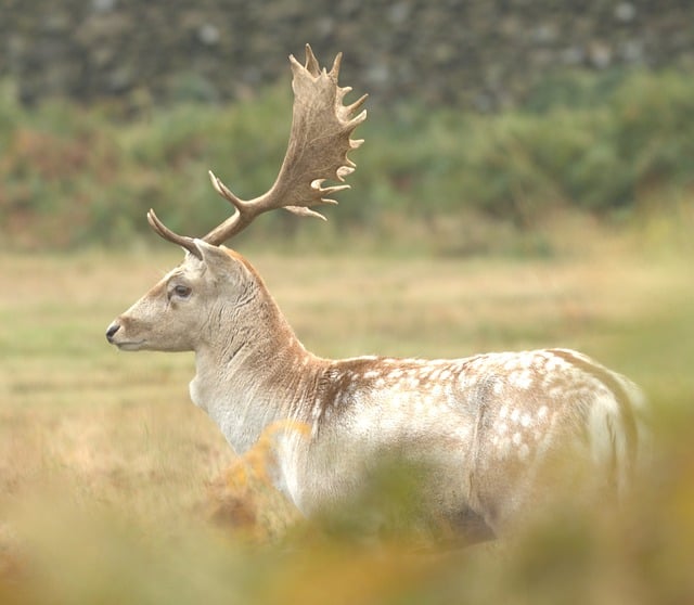 Free Deer Nature photo and picture