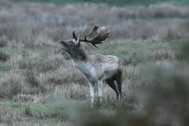Free Nature Deer photo and picture