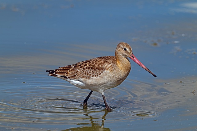 Free Bird Wader photo and picture