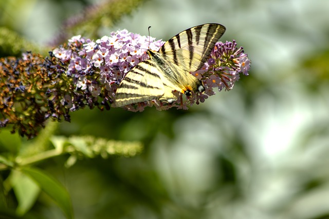 Motýľ, Kvet, Príroda, Buddleia