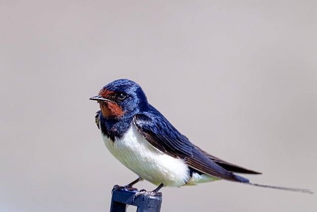 Free Barn Swallow Bird photo and picture