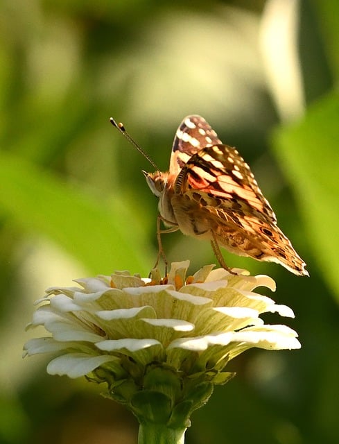 Free Painted Lady Butterfly photo and picture