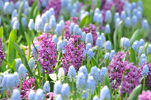 Free Hyacinth Flower photo and picture