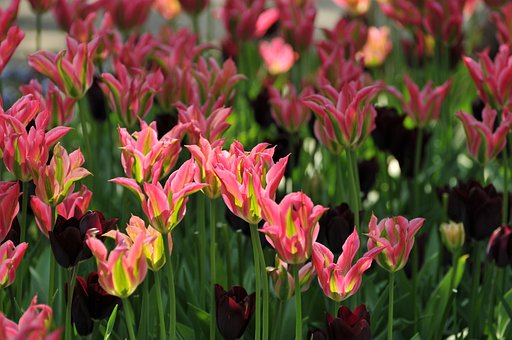 Free Tulips Blooming photo and picture