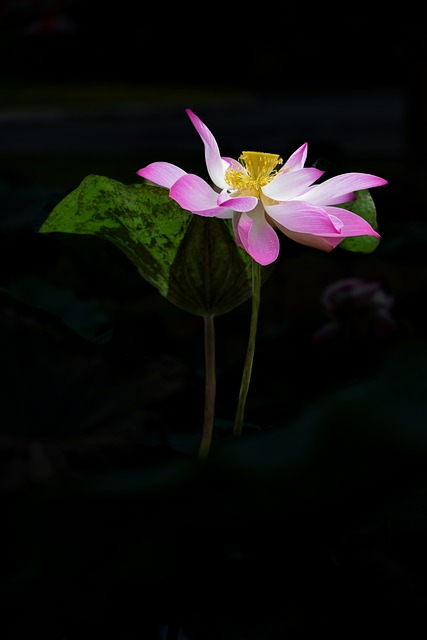 Rosa Blume, Lotus, Blühend