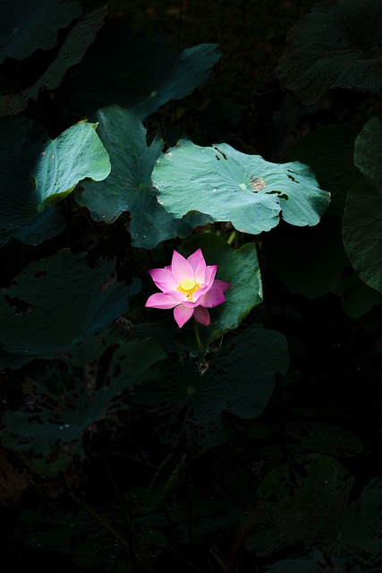 Lotusblume, Rosa, Natur, Blatt
