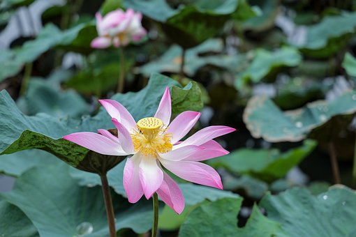 Lotus, Rosa, Blume, Natur, Teich, Grün