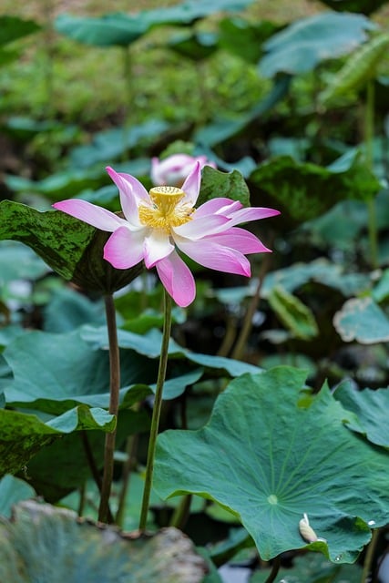 Blume, Lotus, Rosa, Grün, Blatt, Natur