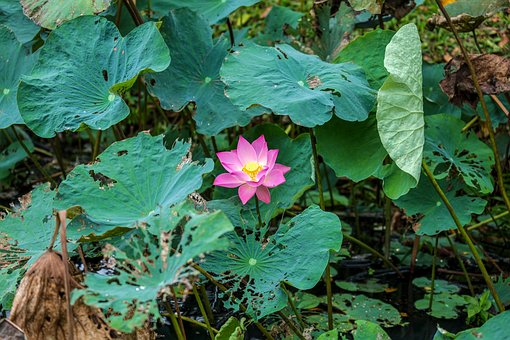 Rosa Lotos, Lotusblume, Wasser Anlage