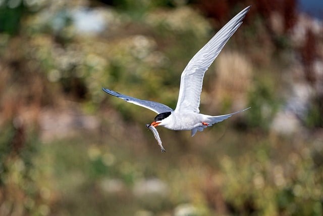 Free Tern Fishing photo and picture