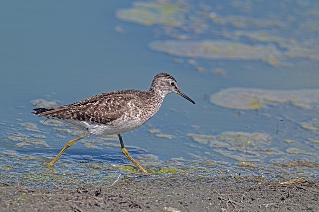Free Bird Wetland photo and picture